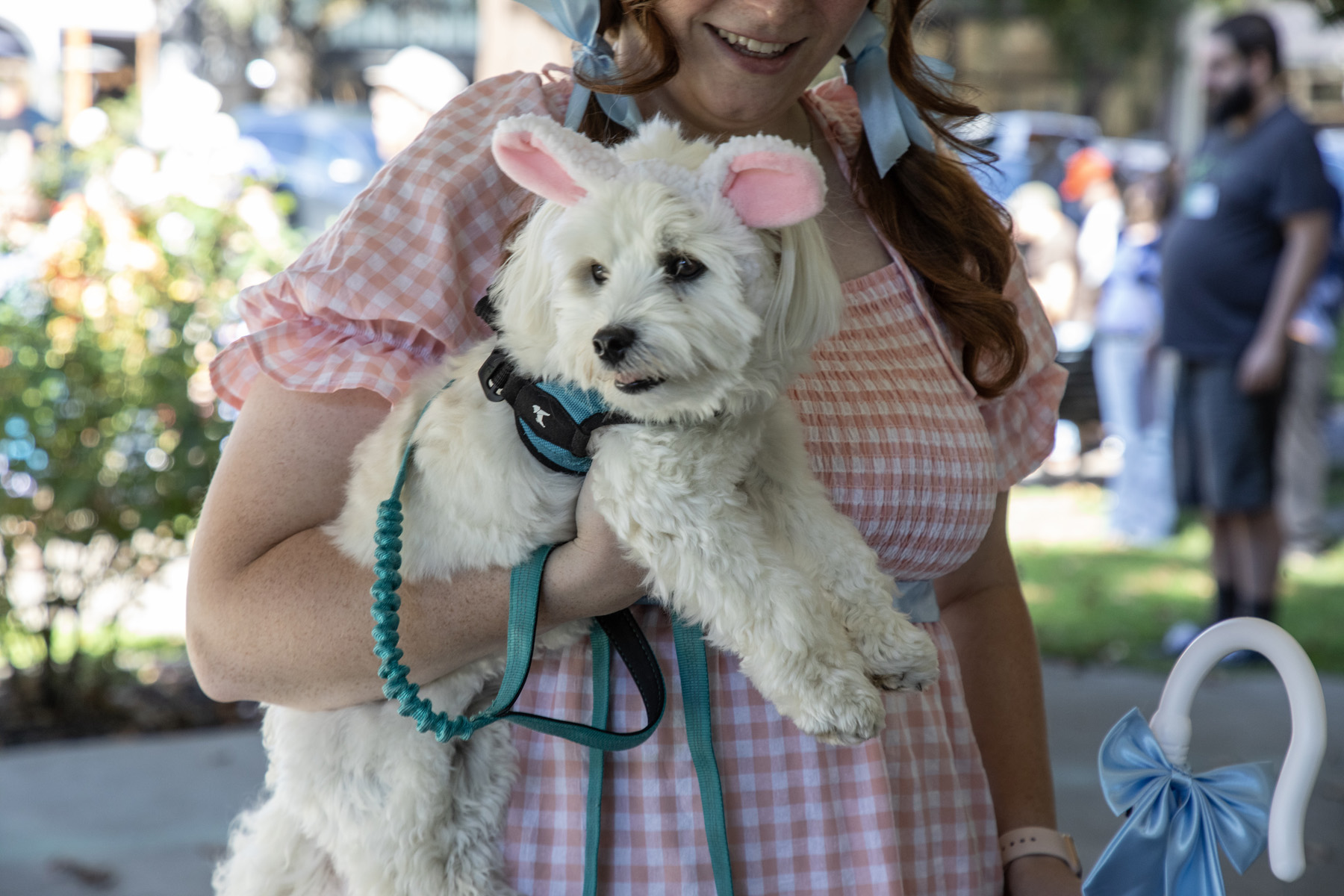 Healdsburg Fairy Doors