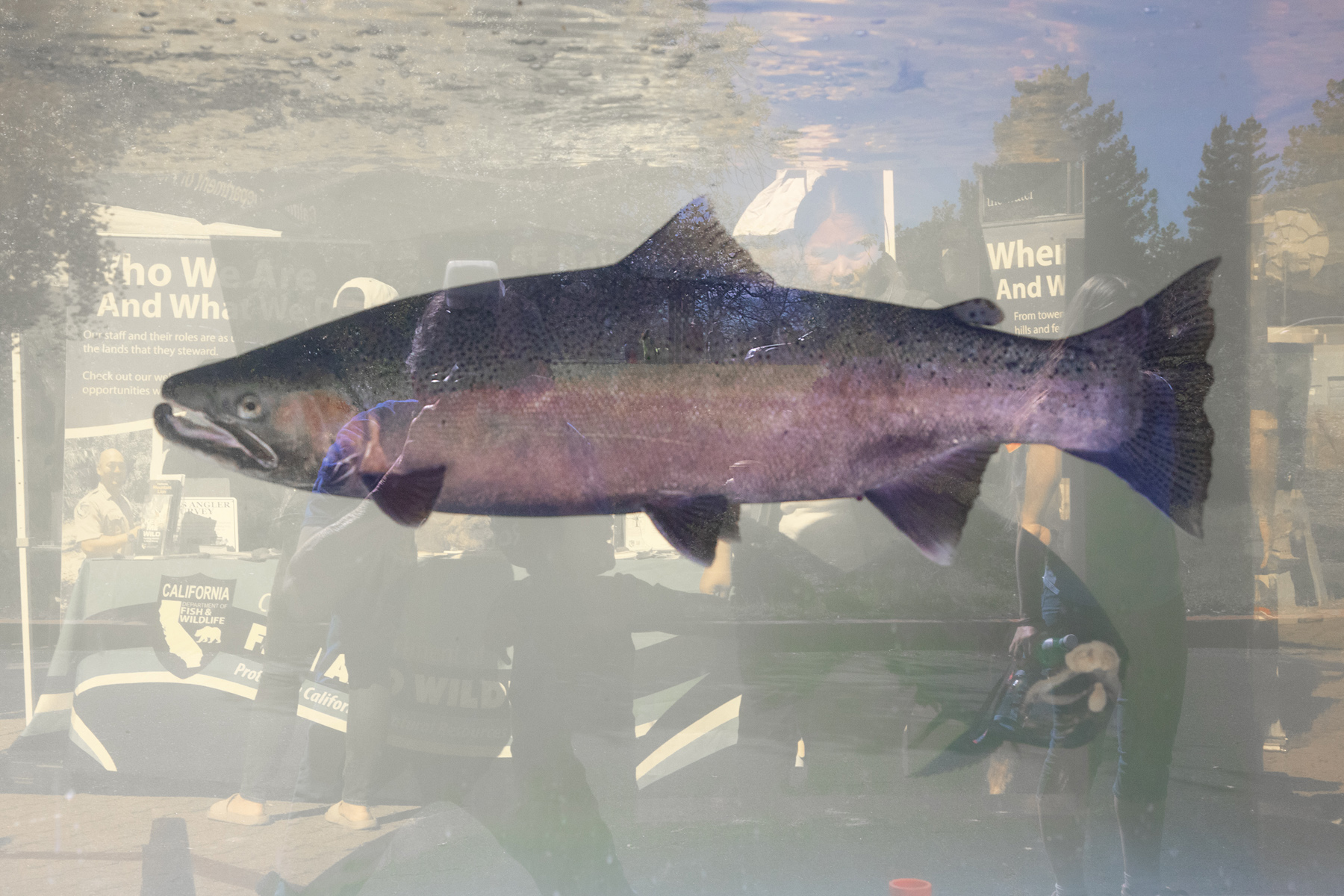 Healdsburg Fairy Doors